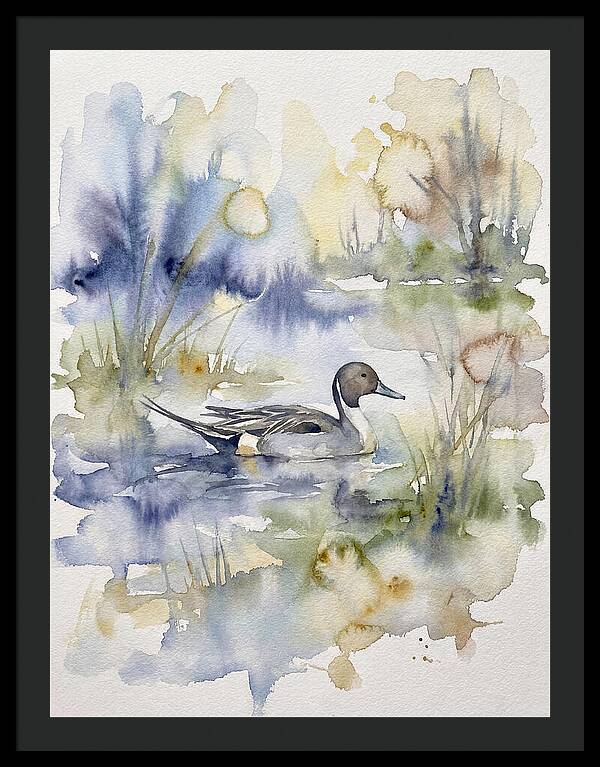 Pintail Duck Serenity
