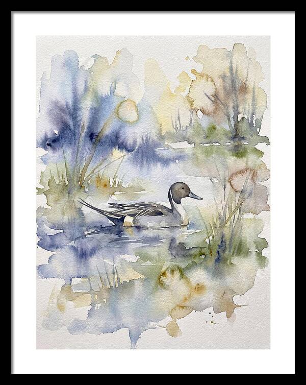 Pintail Duck Serenity