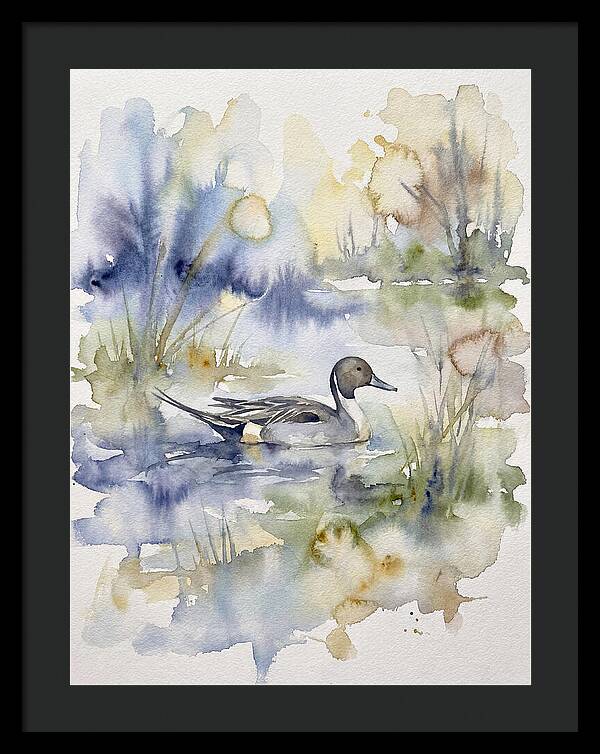 Pintail Duck Serenity