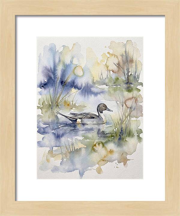 Pintail Duck Serenity