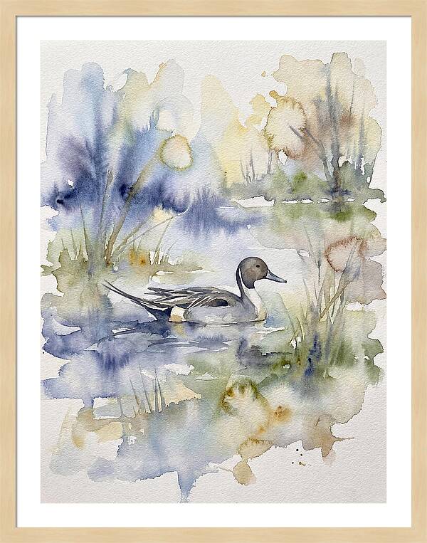 Pintail Duck Serenity