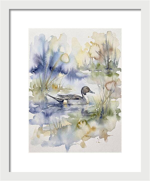 Pintail Duck Serenity