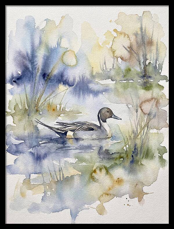 Pintail Duck Serenity