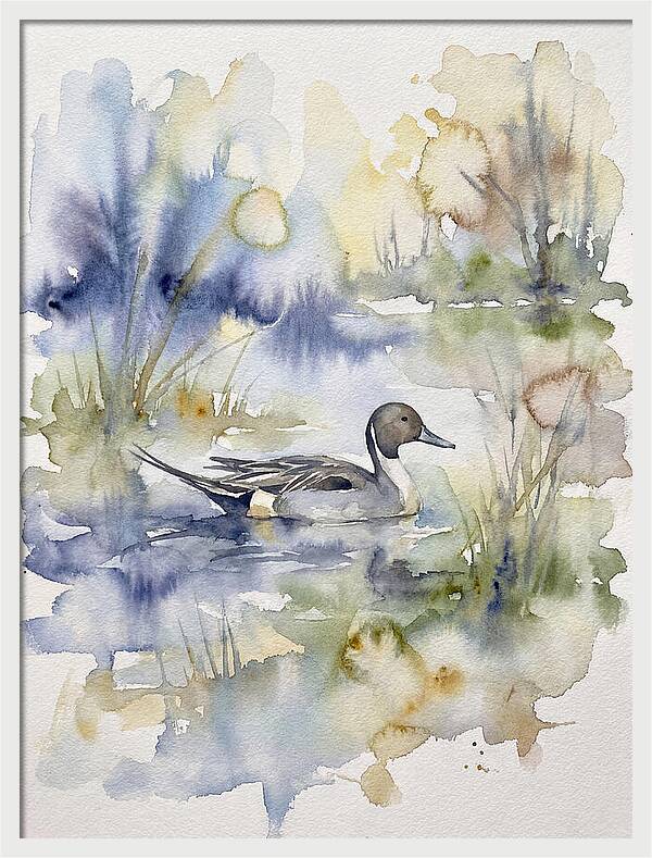 Pintail Duck Serenity