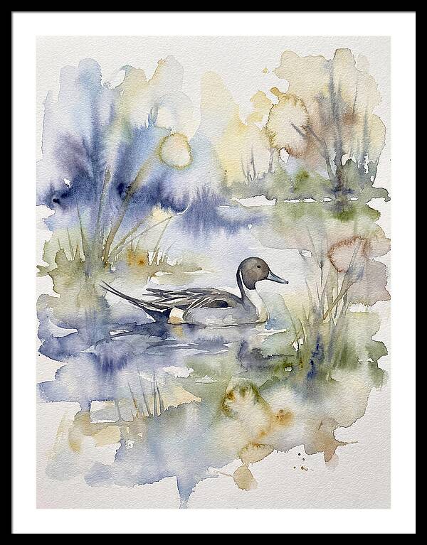 Pintail Duck Serenity