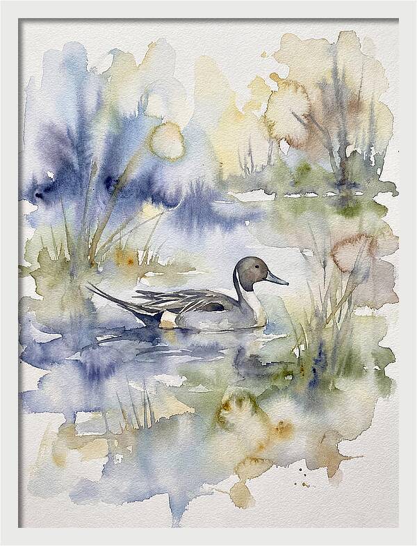 Pintail Duck Serenity