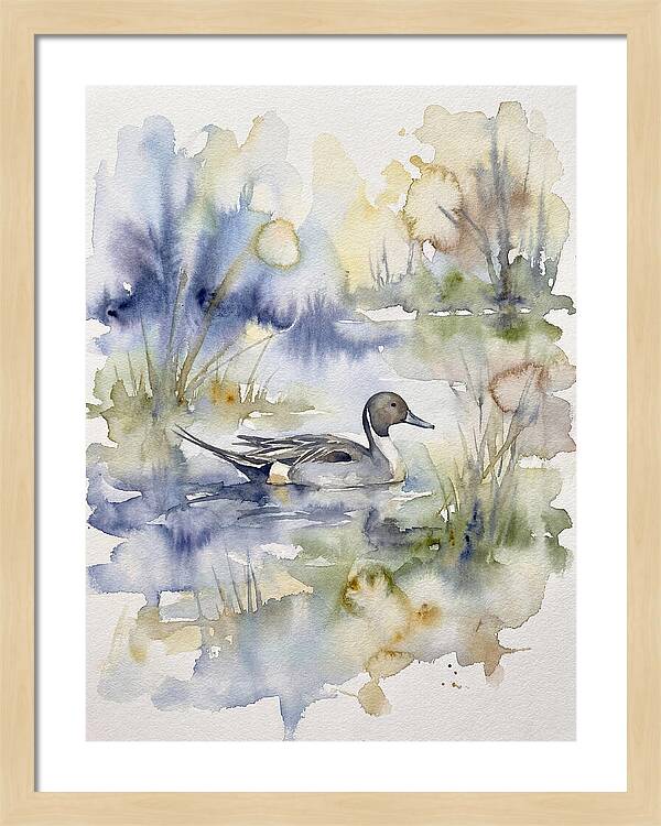 Pintail Duck Serenity