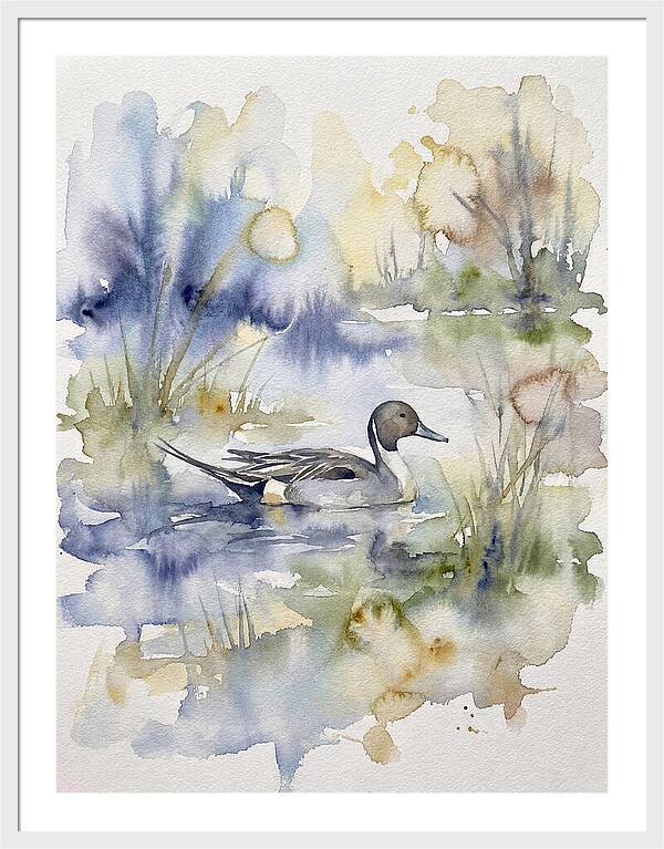Pintail Duck Serenity