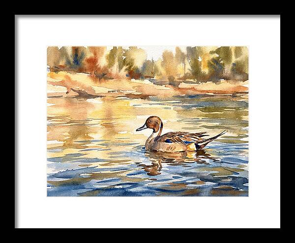Pintail Duck Tranquility