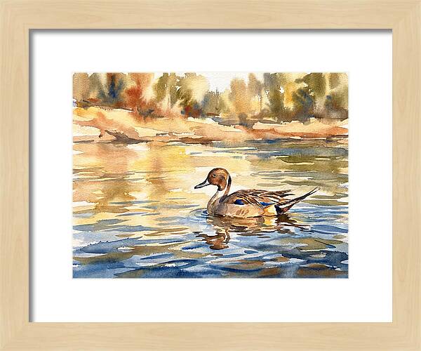 Pintail Duck Tranquility