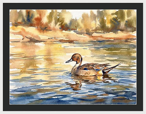 Pintail Duck Tranquility