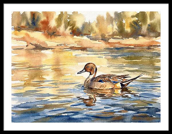 Pintail Duck Tranquility