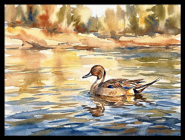 Pintail Duck Tranquility