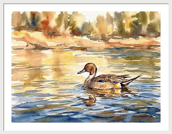 Pintail Duck Tranquility