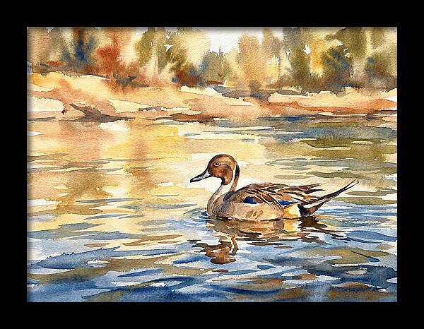 Pintail Duck Tranquility