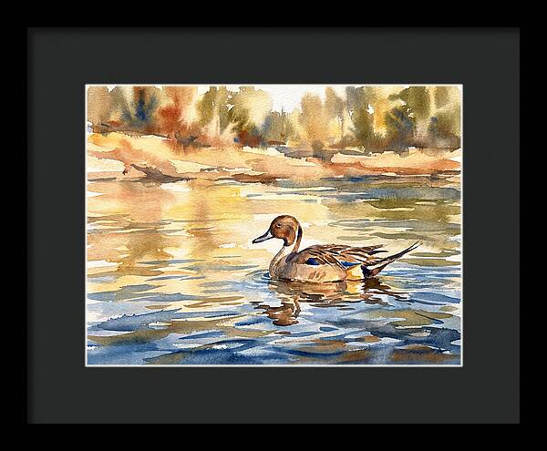 Pintail Duck Tranquility