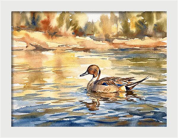 Pintail Duck Tranquility