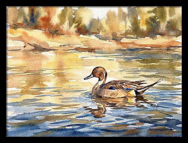 Pintail Duck Tranquility