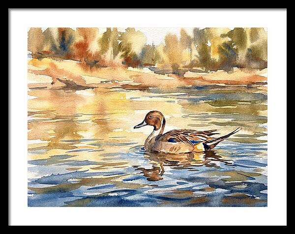 Pintail Duck Tranquility