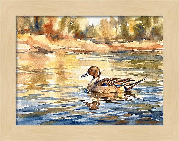 Pintail Duck Tranquility