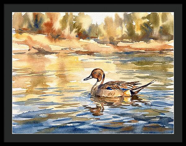 Pintail Duck Tranquility