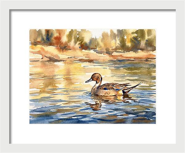 Pintail Duck Tranquility