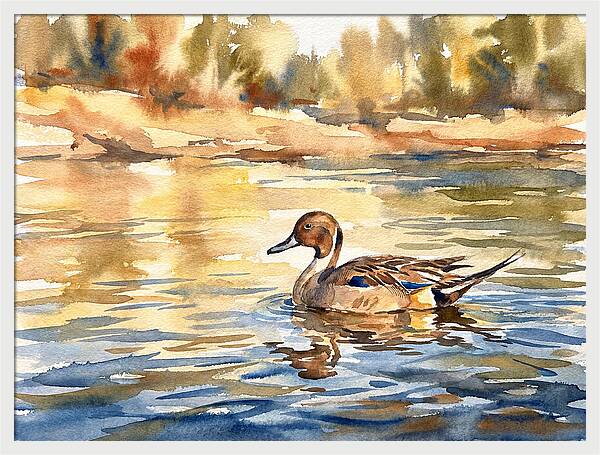 Pintail Duck Tranquility
