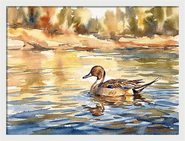 Pintail Duck Tranquility