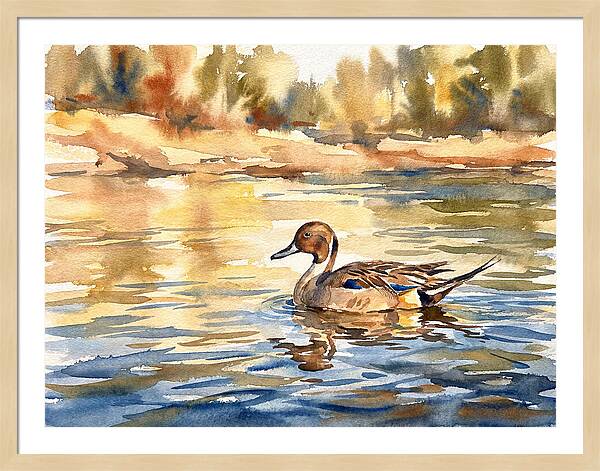 Pintail Duck Tranquility