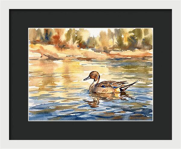 Pintail Duck Tranquility