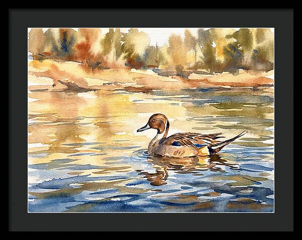 Pintail Duck Tranquility