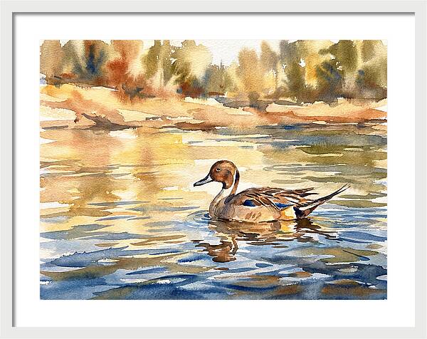 Pintail Duck Tranquility