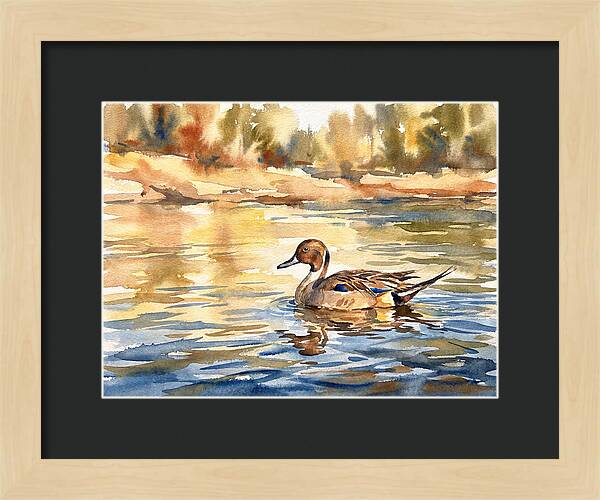 Pintail Duck Tranquility
