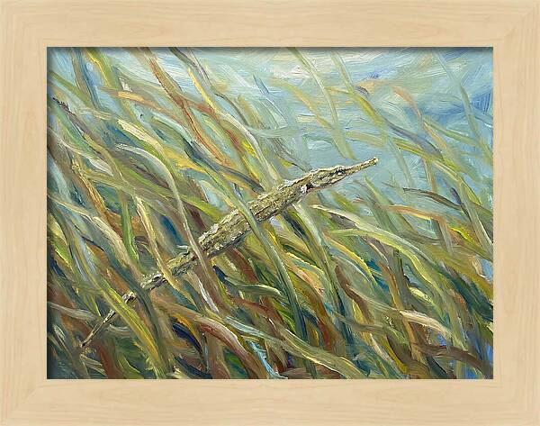 Pipefish Among Aquatic Grass