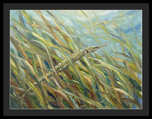 Pipefish Among Aquatic Grass