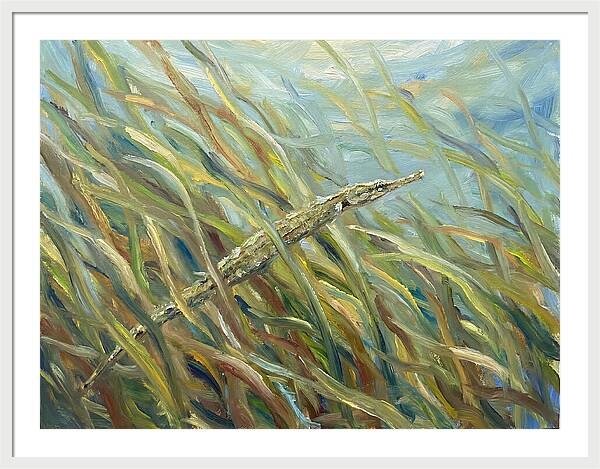 Pipefish Among Aquatic Grass