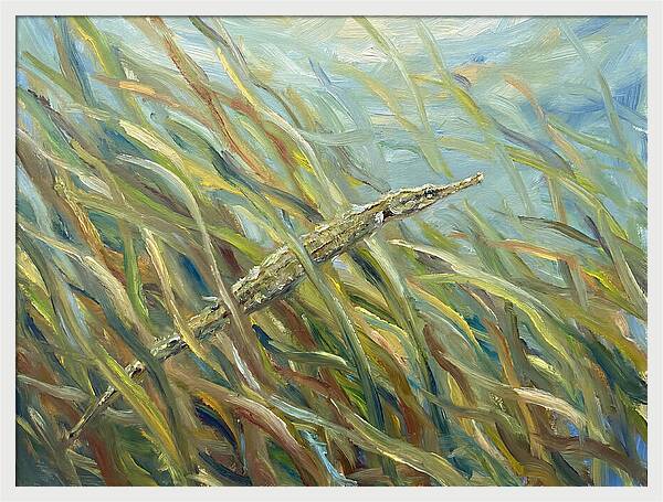 Pipefish Among Aquatic Grass