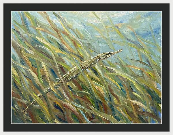 Pipefish Among Aquatic Grass