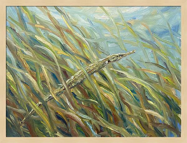 Pipefish Among Aquatic Grass