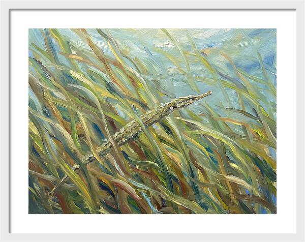 Pipefish Among Aquatic Grass