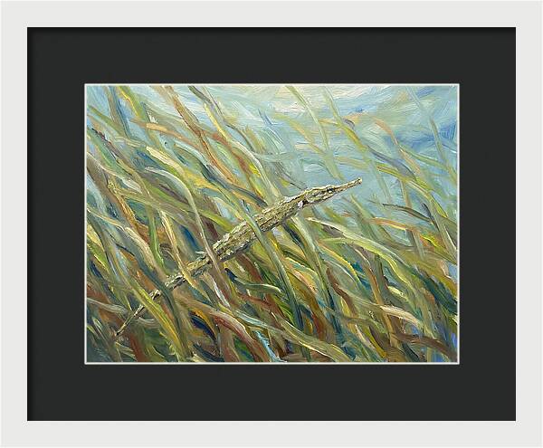 Pipefish Among Aquatic Grass