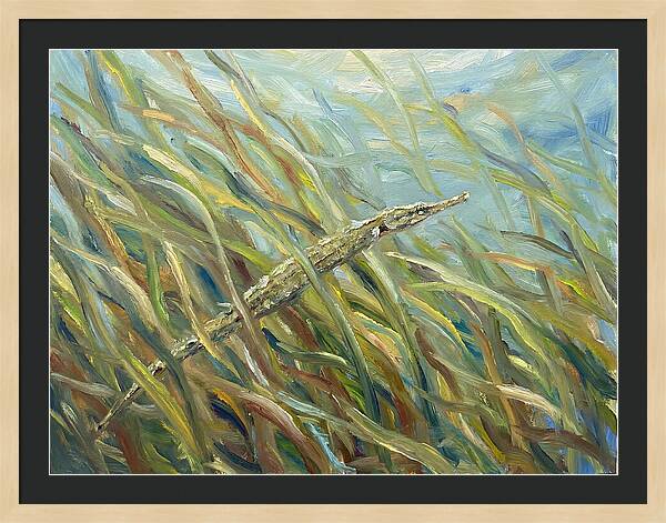 Pipefish Among Aquatic Grass