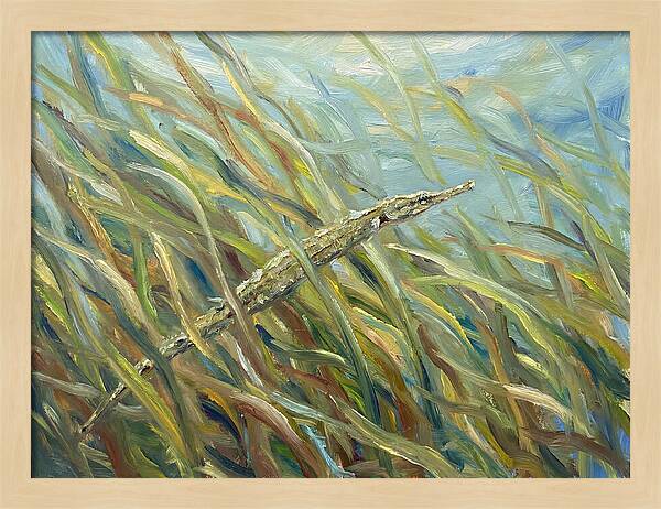 Pipefish Among Aquatic Grass