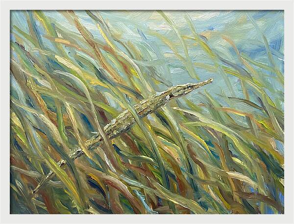 Pipefish Among Aquatic Grass