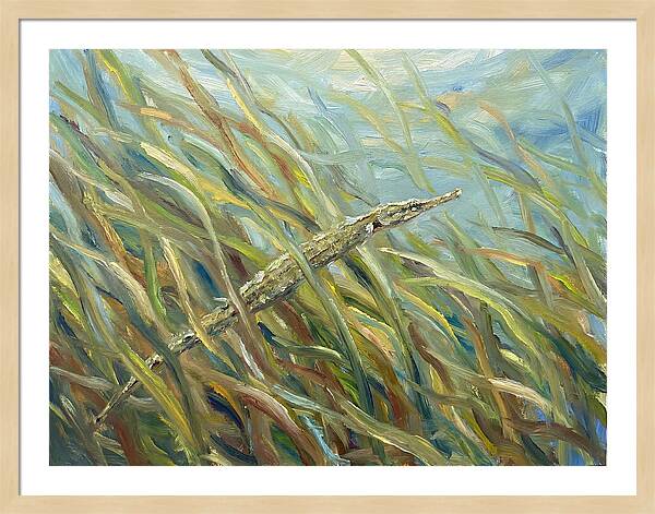 Pipefish Among Aquatic Grass