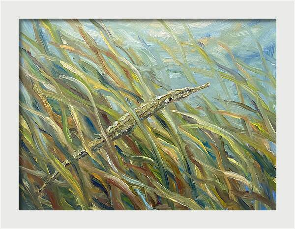 Pipefish Among Aquatic Grass
