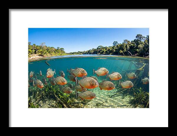 Piranha School In Clear Water
