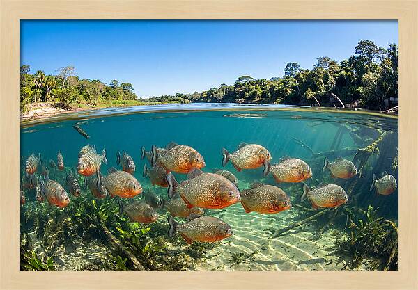 Piranha School In Clear Water