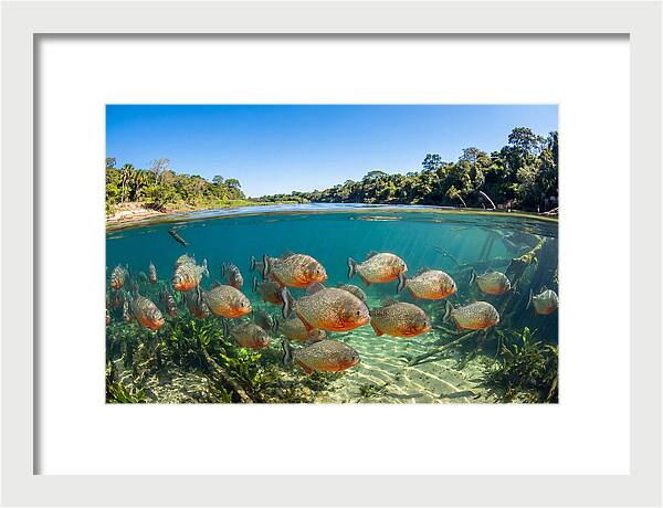 Piranha School In Clear Water