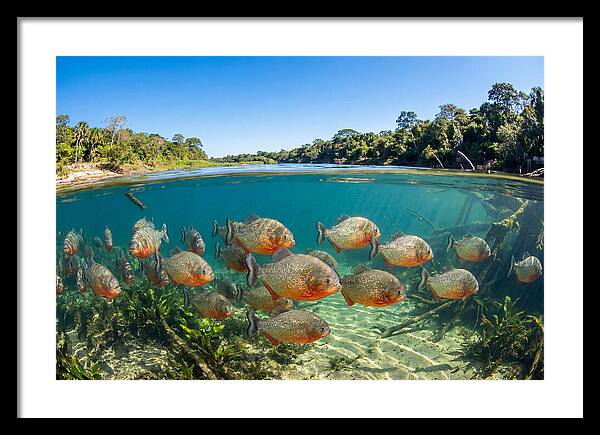Piranha School In Clear Water